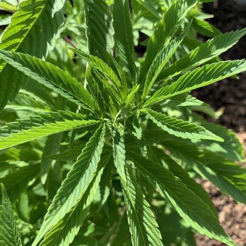 green leaves and stems
