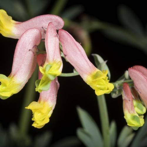 pink-yellow flowers with light-green leaves and stems