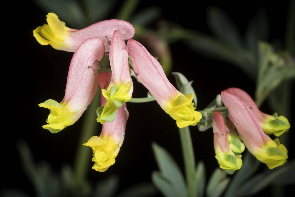 pink-yellow flowers with light-green leaves and stems