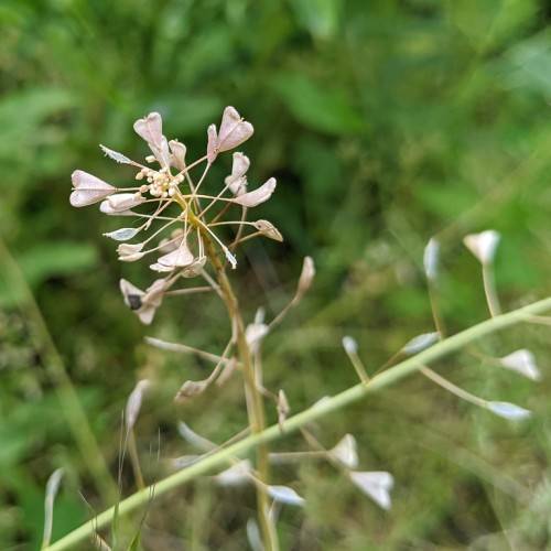 light-pink flowers, beige petioles, and green-brown stems