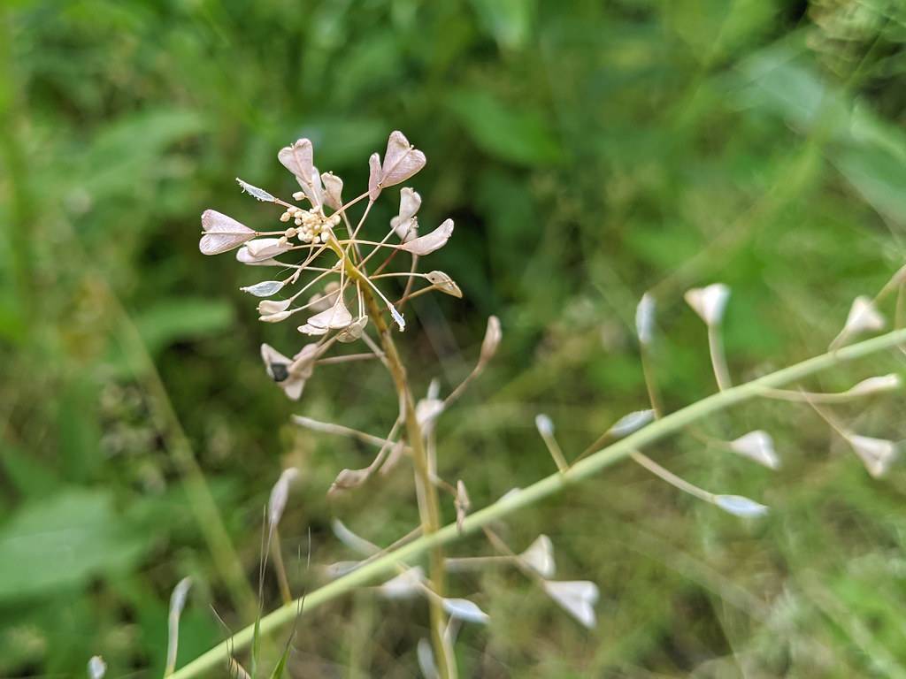 light-pink flowers, beige petioles, and green-brown stems