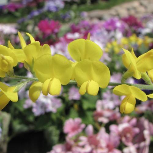 yellow flowers, light-green sepals and stems