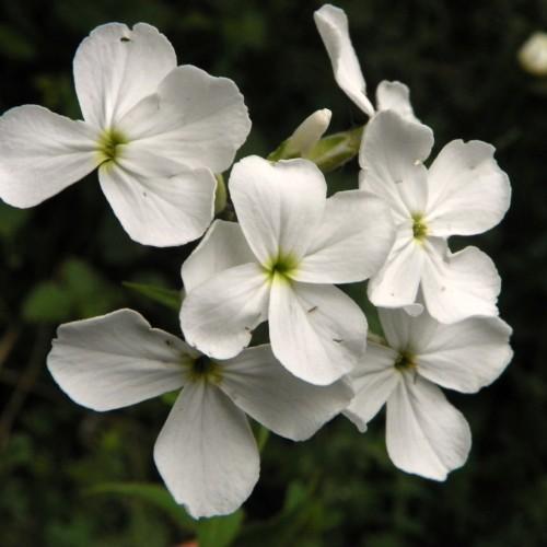 white flowers with green-yellow center, white buds, green stems, and leaves
