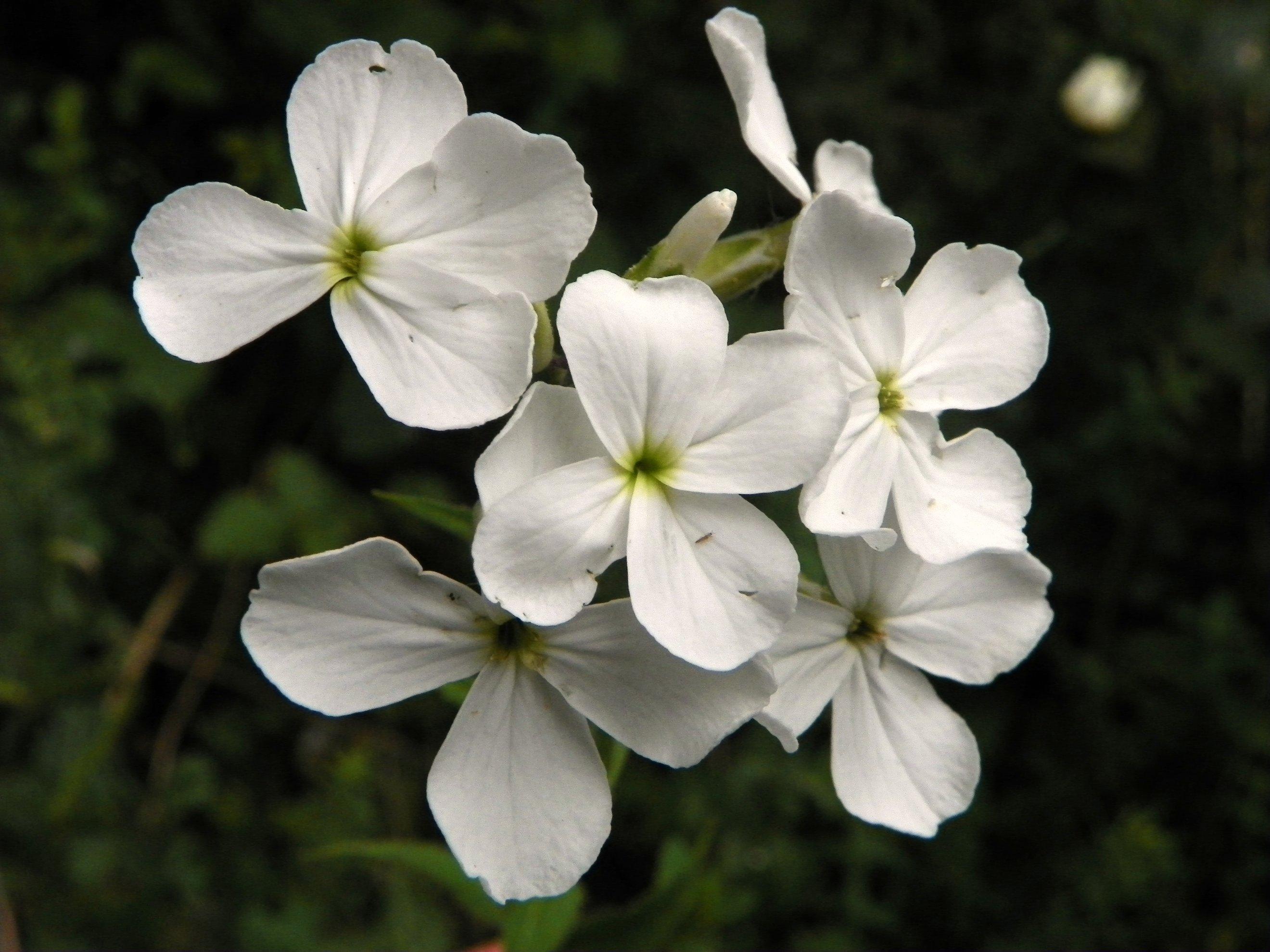 white flowers with green-yellow center, white buds, green stems, and leaves