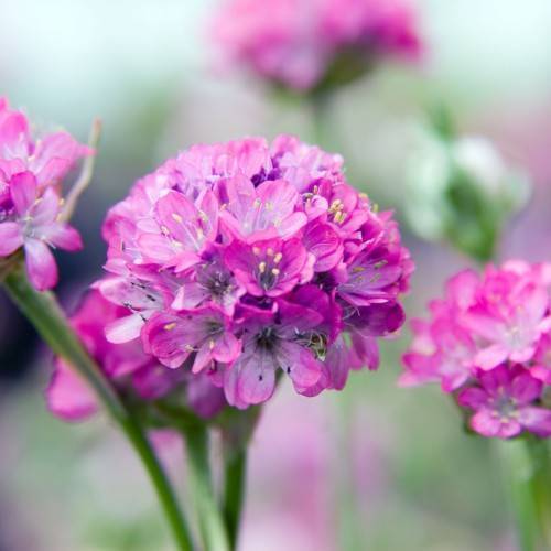 pink-purple flowers with lavender filaments, yellow-black anthers, and green stems