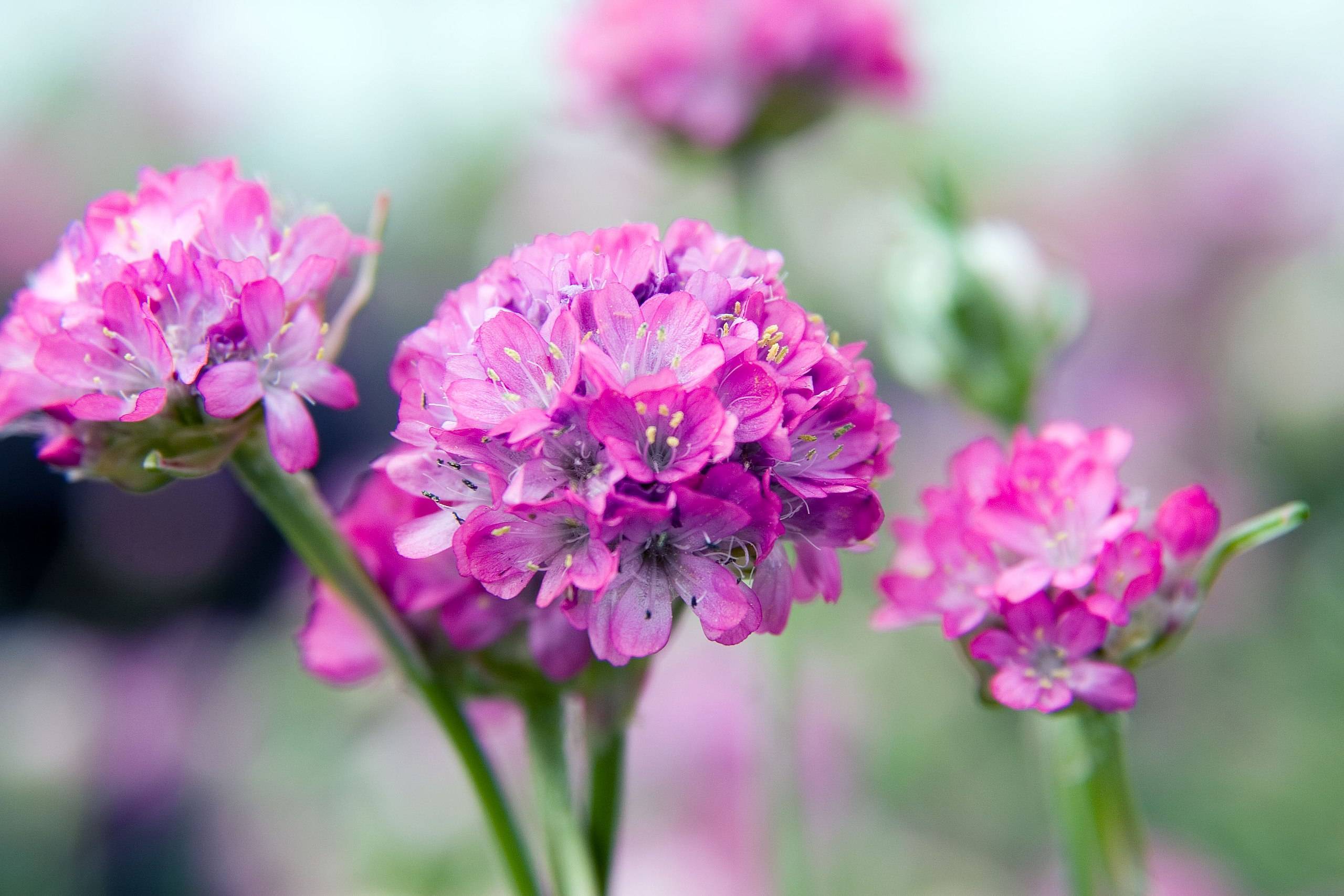 pink-purple flowers with lavender filaments, yellow-black anthers, and green stems