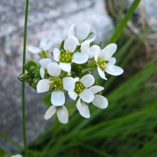 white flowers, lime center, yellow anthers, green buds, leaves and green stems