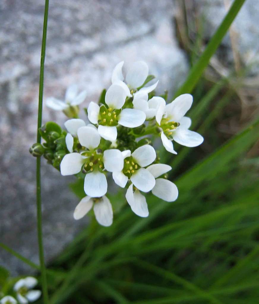 white flowers, lime center, yellow anthers, green buds, leaves and green stems