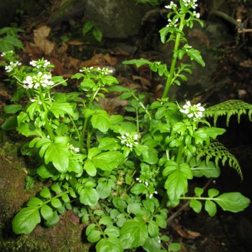 white flowers and buds with lime leaves and stems