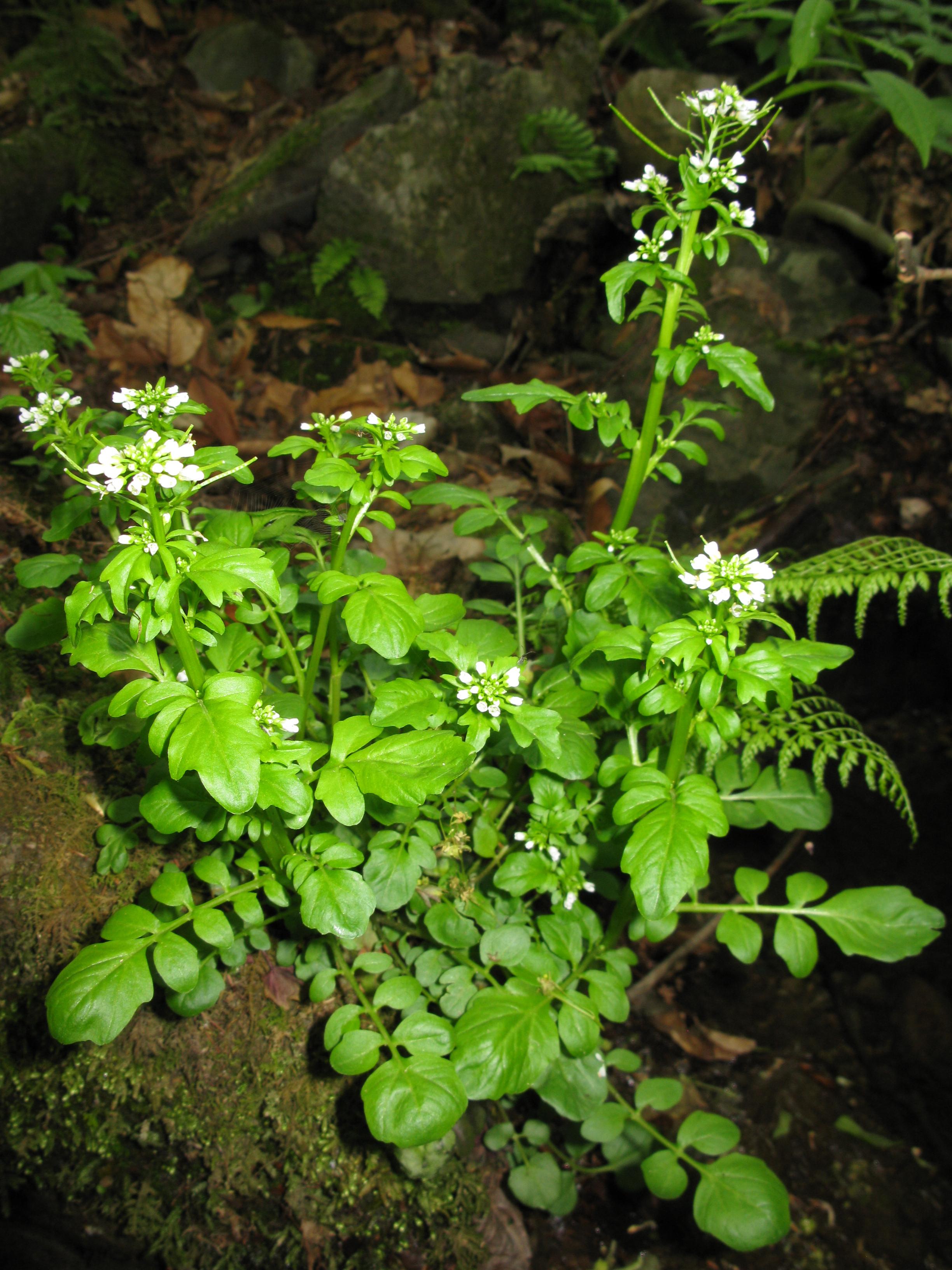 white flowers and buds with lime leaves and stems