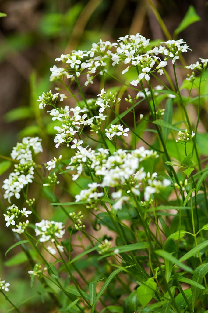 white flowers, and green-white buds with lime leaves and green stems