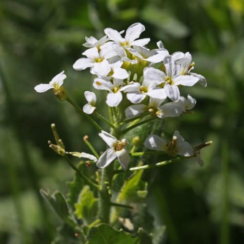 white flowers with yellow center, stamens, green stems, and yellow-green leaves
