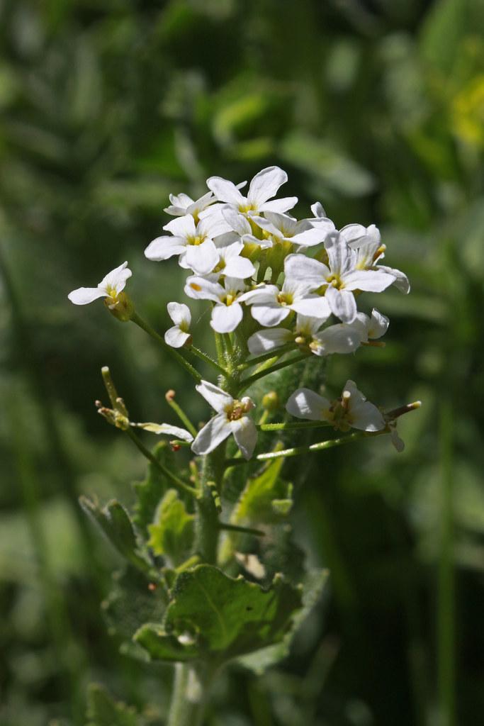 white flowers with yellow center, stamens, green stems, and yellow-green leaves