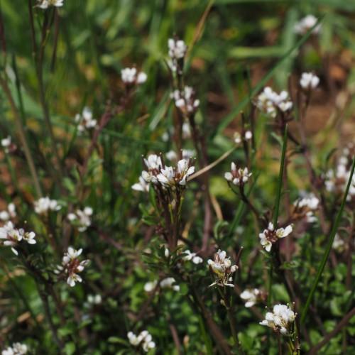 white flowers with dark-green foliage and burgundy stems