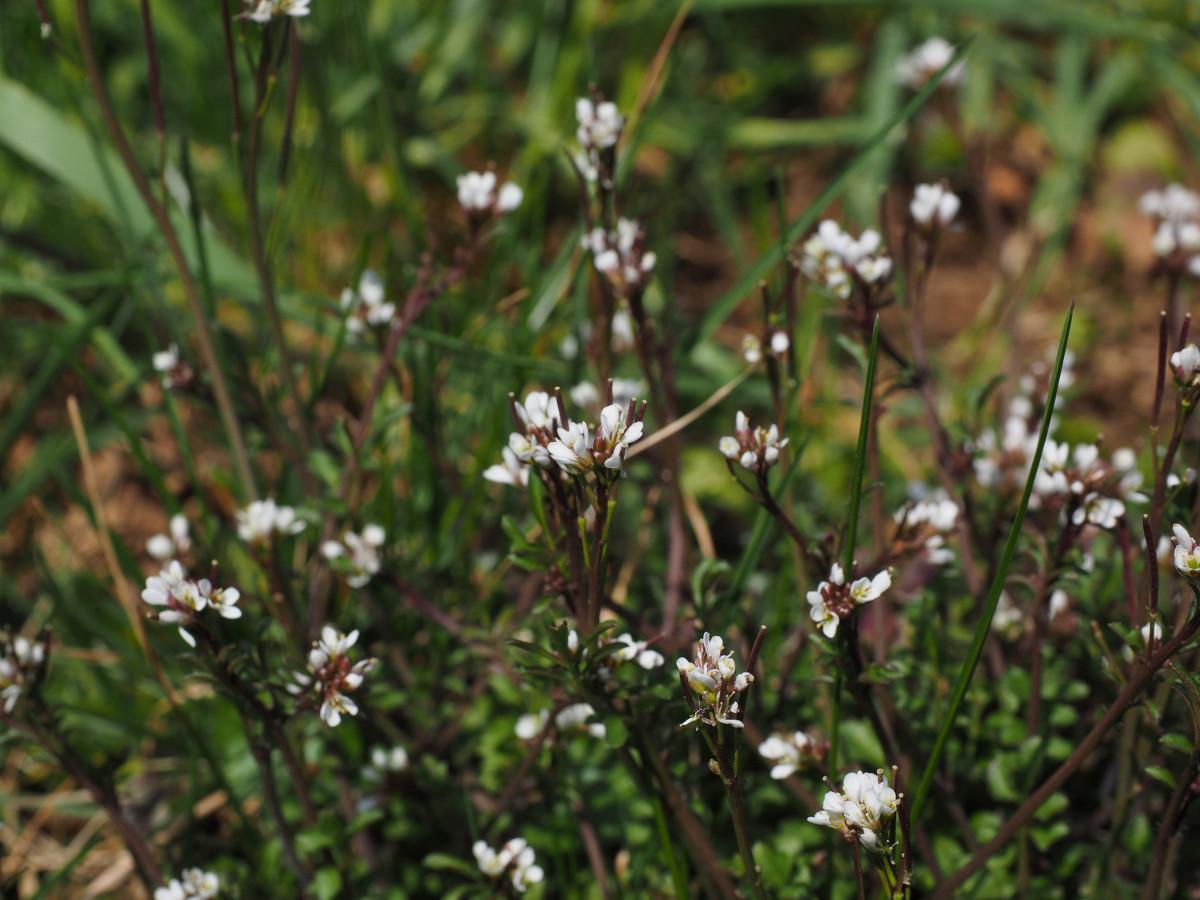 white flowers with dark-green foliage and burgundy stems