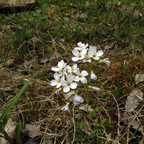 white flowers with yellow stamens, green leaves and stems