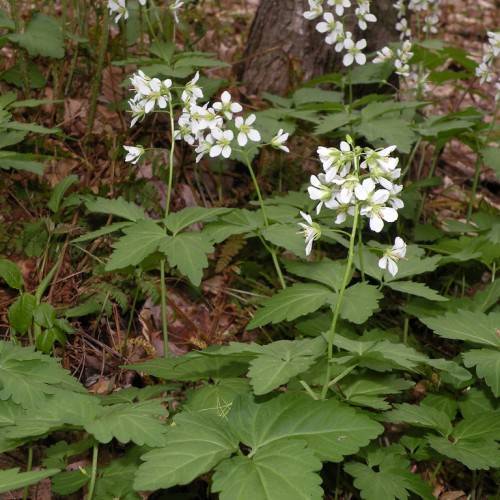 white flowers with yellow stamens, light-green buds, green leaves and stems