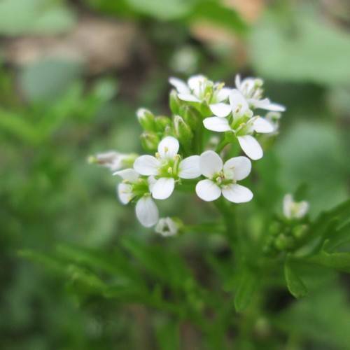 white flowers with yellow-green stamens, green leaves and stems