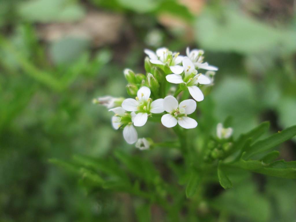 white flowers with yellow-green stamens, green leaves and stems