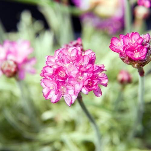 pink-white flowers with white filaments, yellow anthers, and light-green foliage and stems