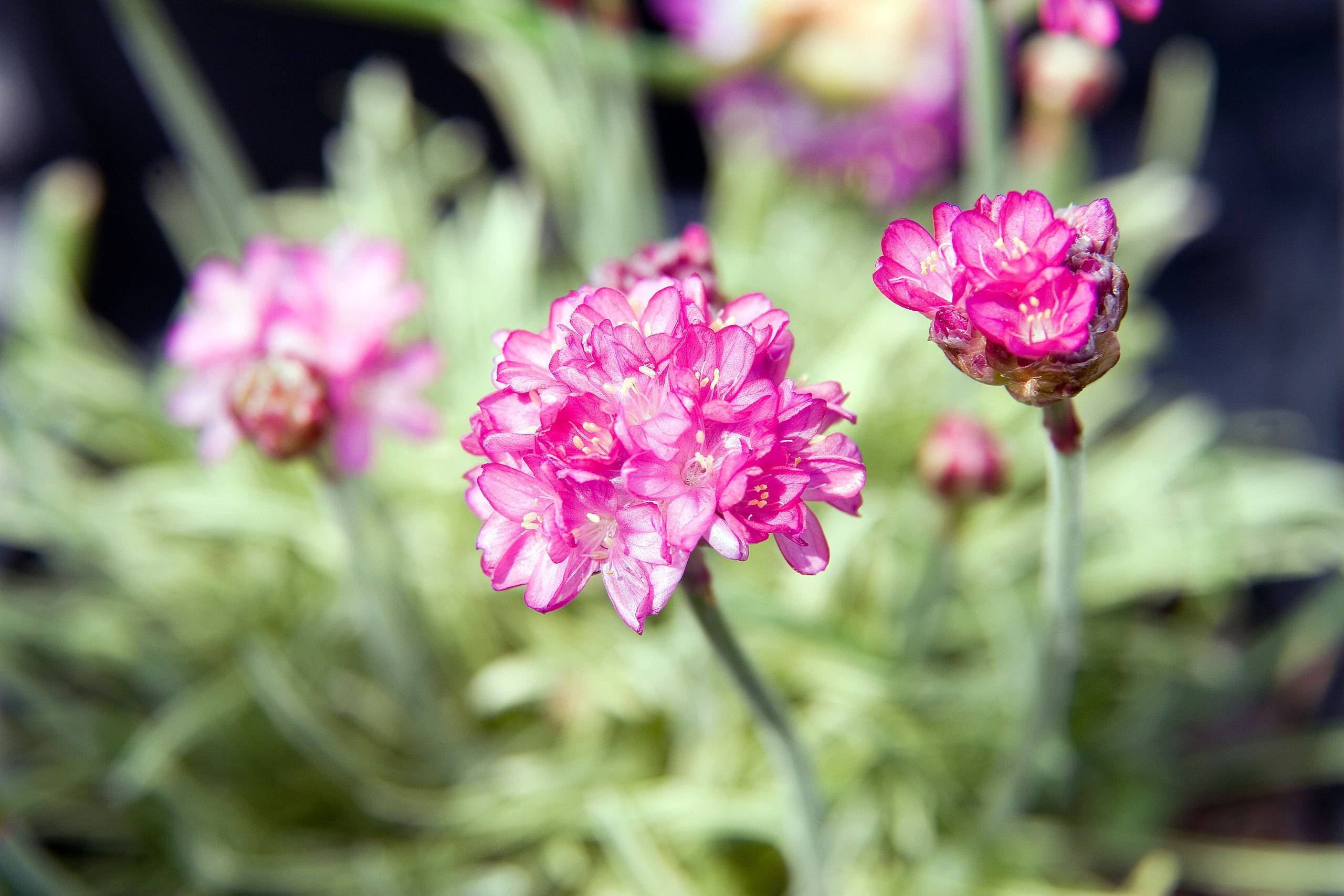 pink-white flowers with white filaments, yellow anthers, and light-green foliage and stems