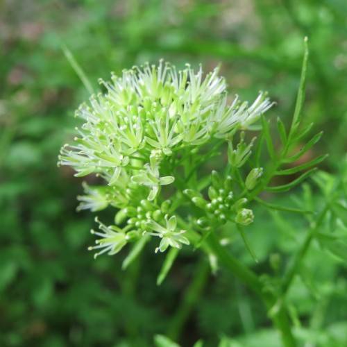 white-green flowers with light-green foliage and stems