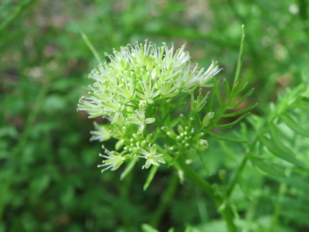 white-green flowers with light-green foliage and stems