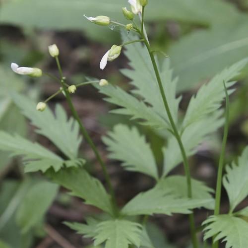 white flowers with lime-yellow sepals and buds with green stems and leaves
