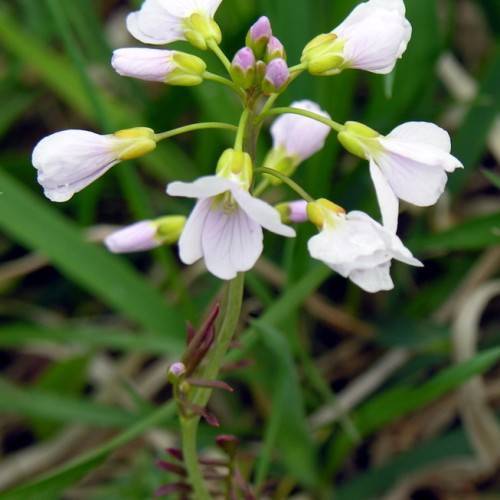 white flowers with yellow-lime sepals, purple-green buds, burgundy leaves on lime-green stems