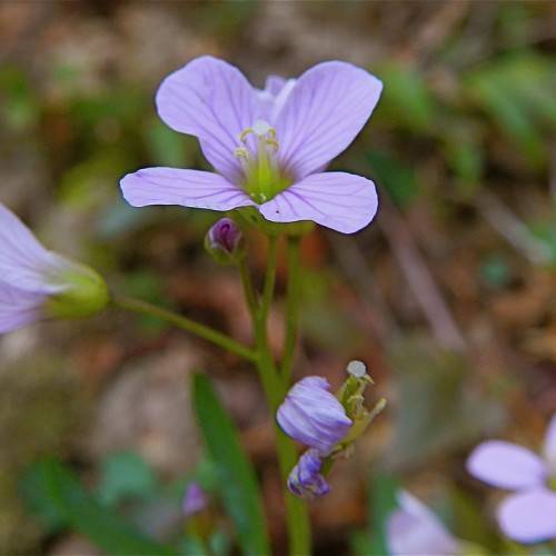 light-purple flowers, with lime filaments, yellow anthers, green leaves and lime stems