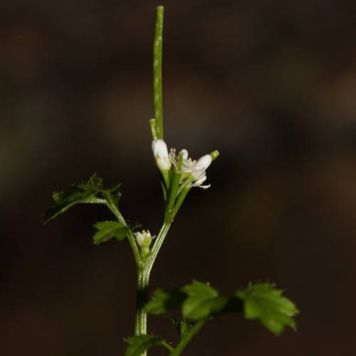 white flowers and buds with green leaves and stems
