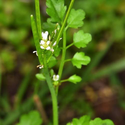 white flowers with yellow stamens, lime center, green leaves and stems
