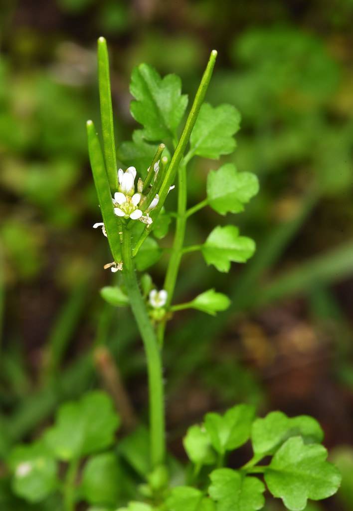 white flowers with yellow stamens, lime center, green leaves and stems