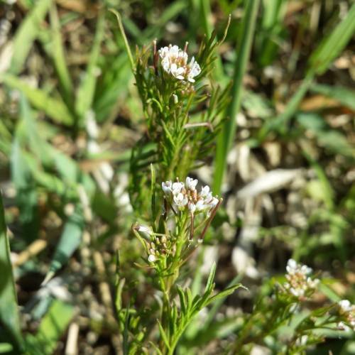 white flowers, beige buds, lime-purple foliage and lime stems