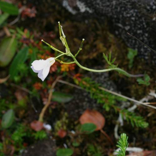 a white flower with green leaves and stems