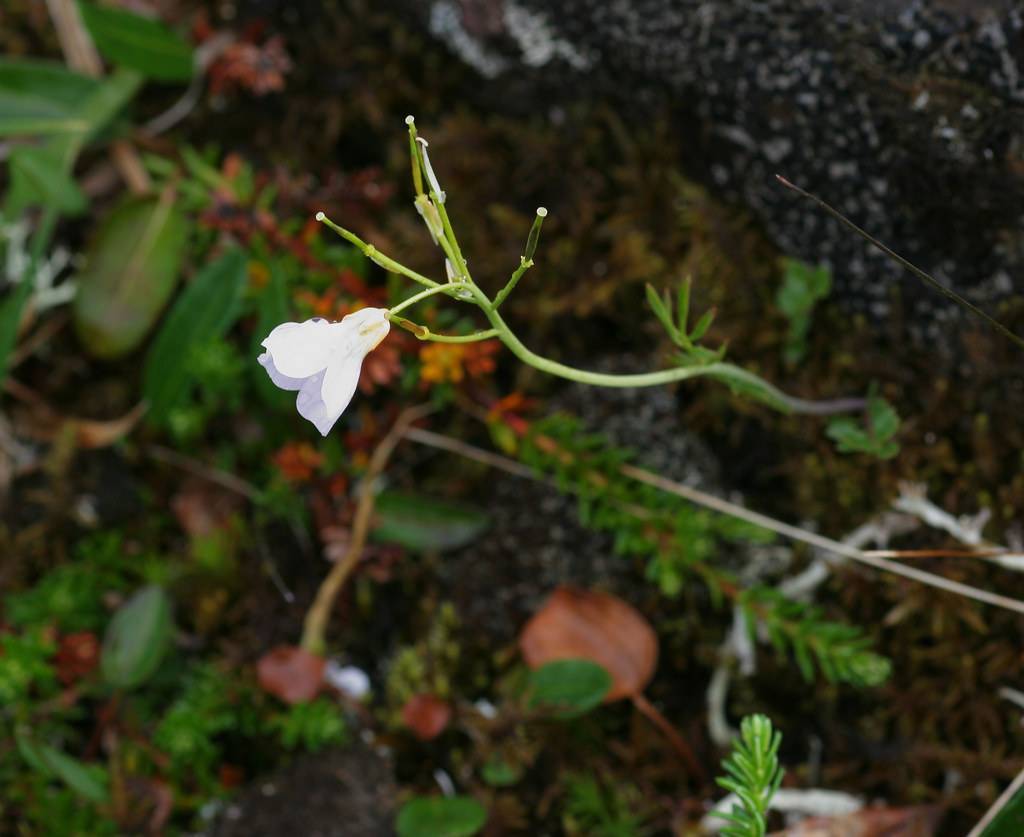 a white flower with green leaves and stems