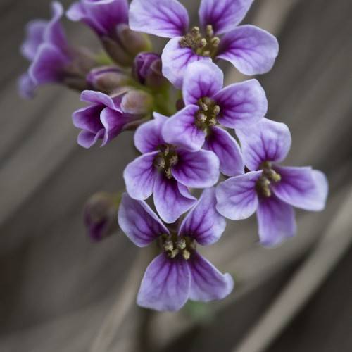 light-purple flowers with light-brown stamens, light-brown sepals and stems