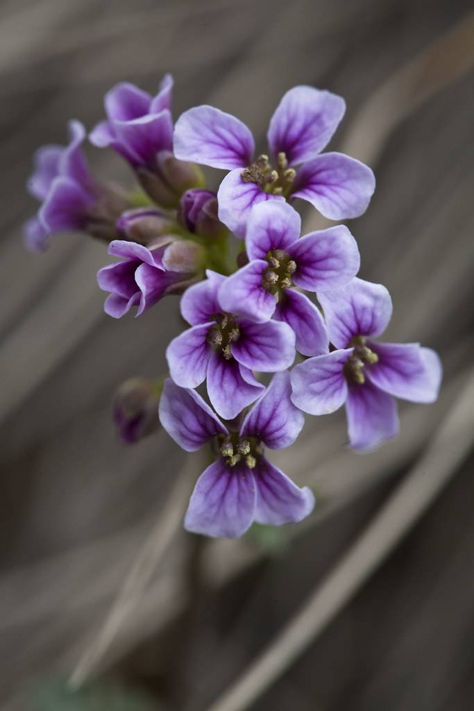 light-purple flowers with light-brown stamens, light-brown sepals and stems