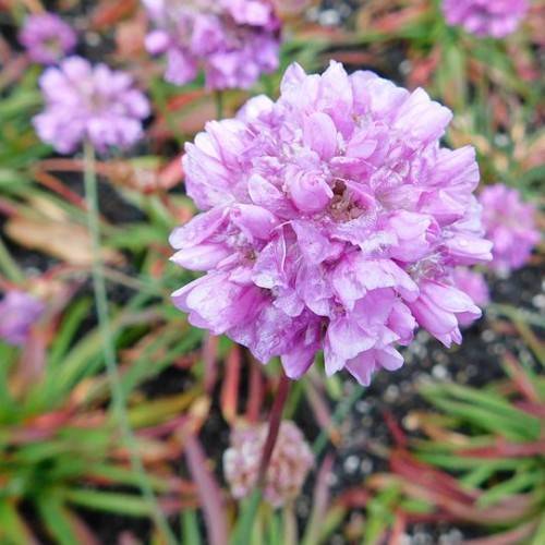pink-purple flowers with green-red stems