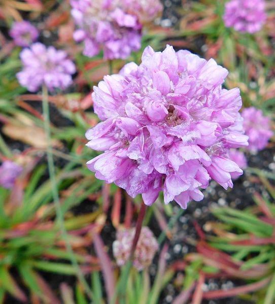 pink-purple flowers with green-red stems