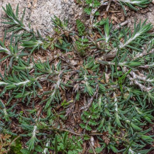 green foliage with white-brown stems