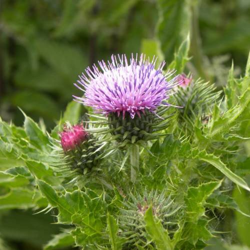 a white-purple flower with pink-green buds, green needles, lime-green leaves and stems