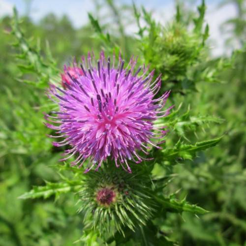 purple-pink flowers with lime-green foliage