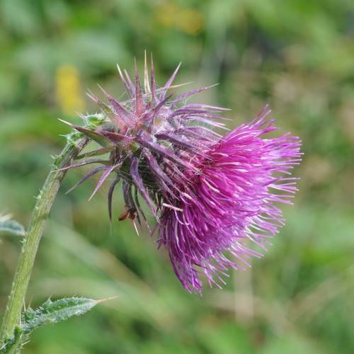 pink-purple flower with purple-green needles, green leaves and light-green stem