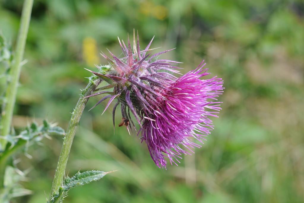 pink-purple flower with purple-green needles, green leaves and light-green stem