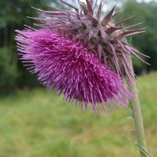 pink-purple flower with light-green stem