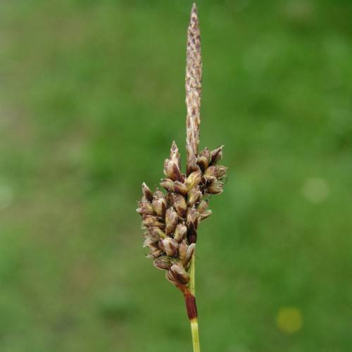 brown-beige spikelets on lime stem