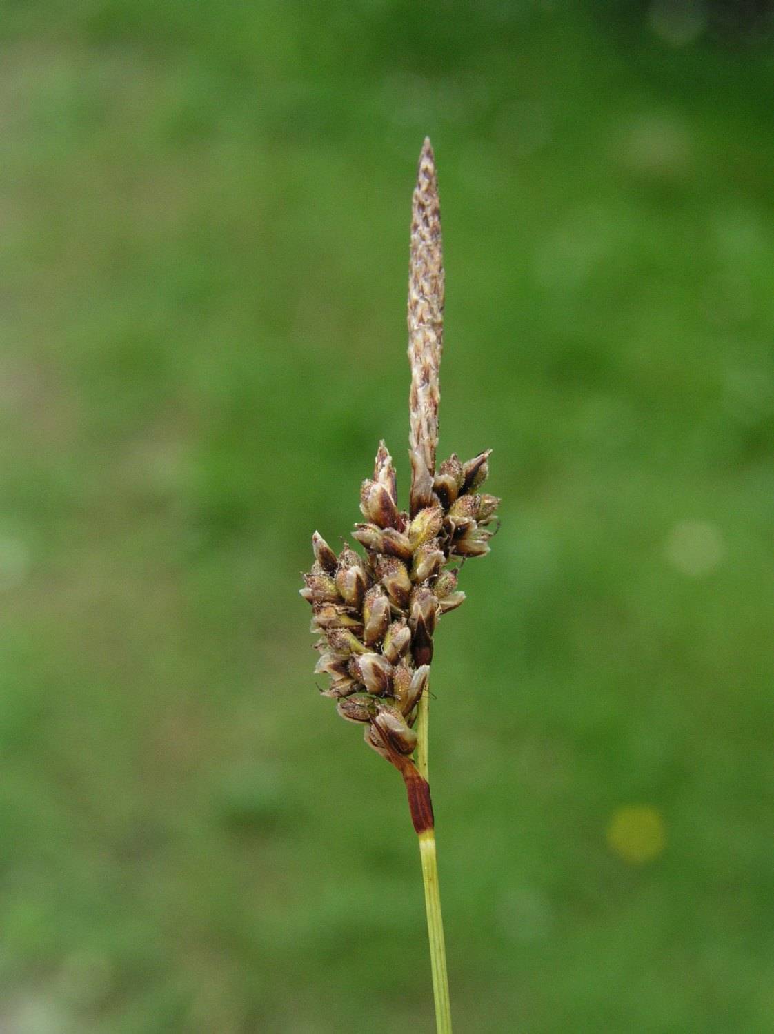 brown-beige spikelets on lime stem