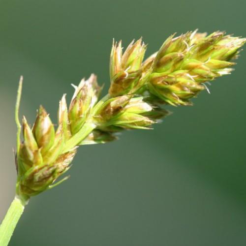 lime-brown spikelet with lime foliage and stem