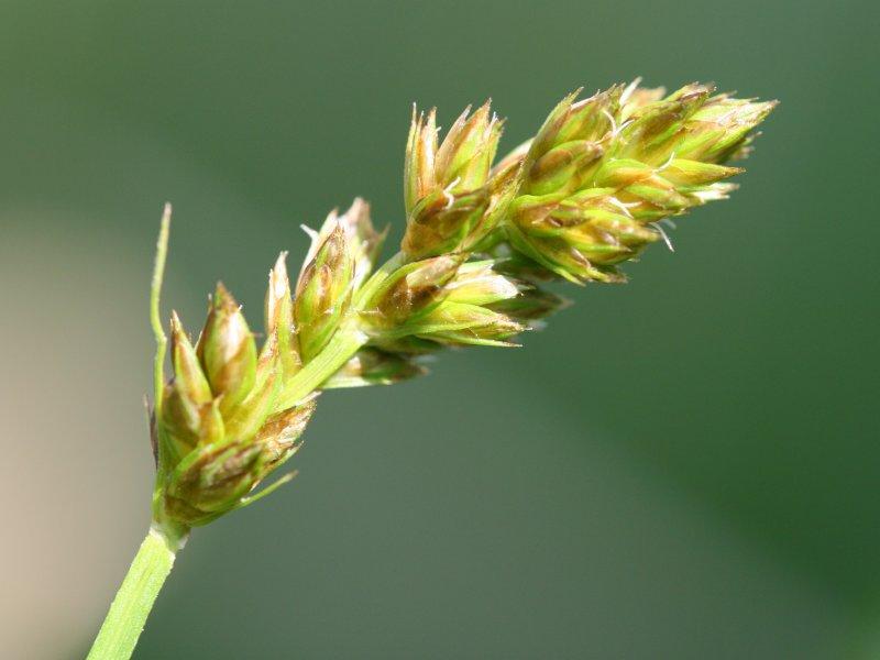 lime-brown spikelet with lime foliage and stem